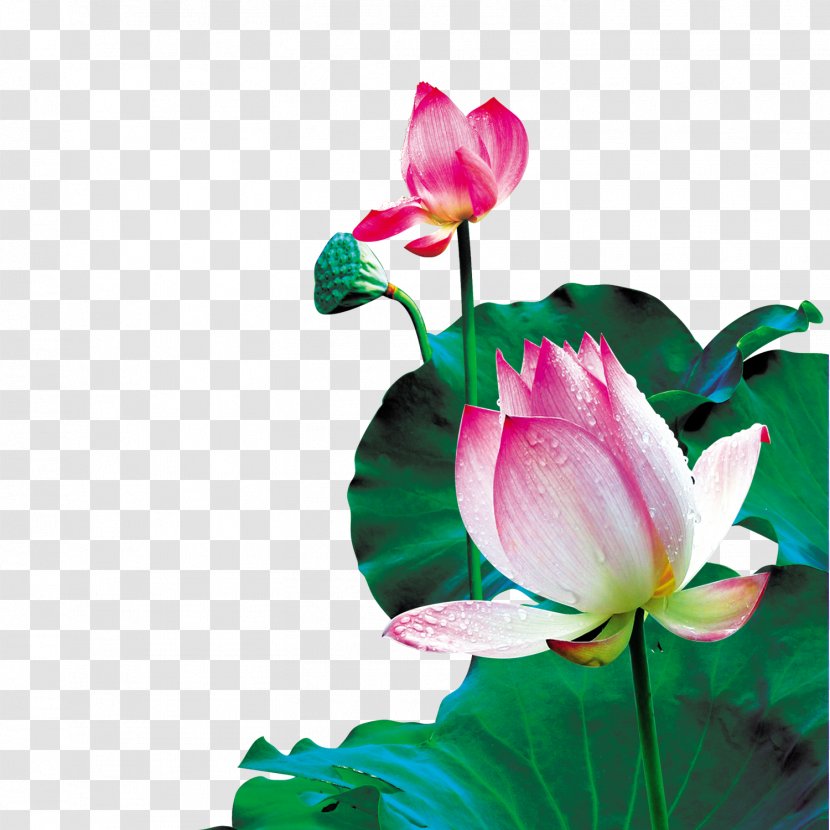 China Wallpaper - Information - Lotus Leaf Creative Background Decoration Transparent PNG