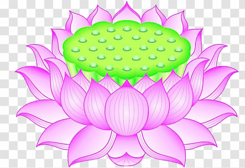 Nelumbo Nucifera Download - Color - Lotus Flower Seat With Green Heart Transparent PNG