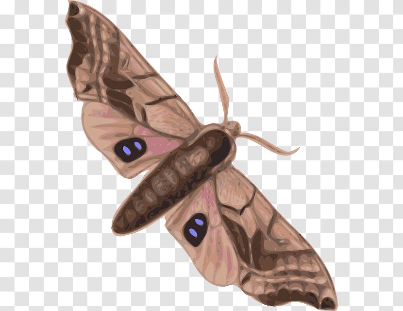 Butterfly Moth Insect Clip Art - Attacus Atlas Transparent PNG