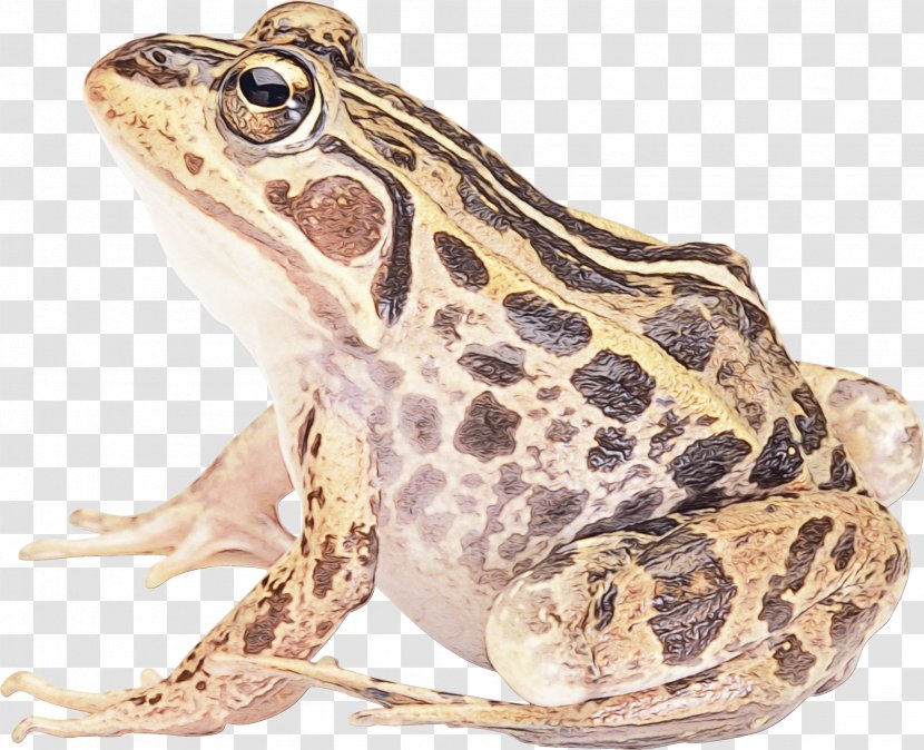 True Frog American Bullfrog Toad Salamander - Animal Transparent PNG