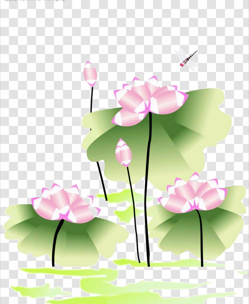 Nelumbo Nucifera Drawing Facade - Flower Arranging - Lotus Transparent PNG