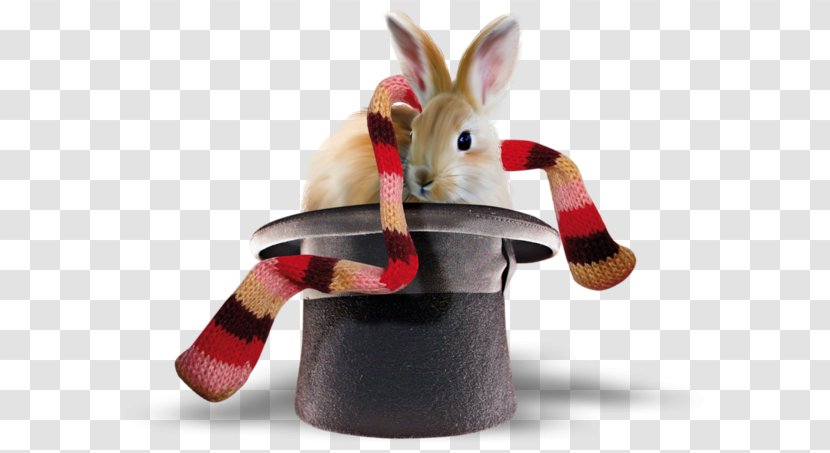 European Rabbit Leporids Hat Scarf Transparent PNG