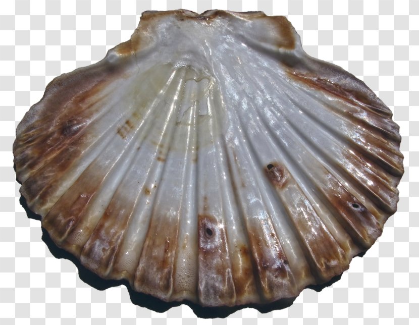 Cockle Seashell Bivalvia Pecten Jacobaeus Great Scallop - Shellfish Transparent PNG