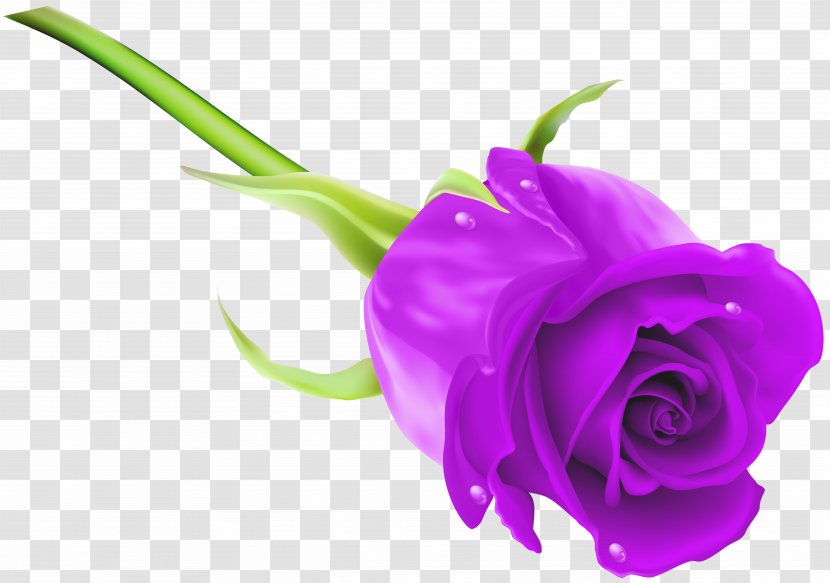Rose Purple Clip Art - Plant Stem - Image Transparent PNG