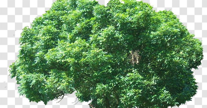 Branch Oriental Arbor-vitae Plant Tree Evergreen - Woody Transparent PNG