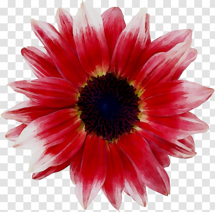 Transvaal Daisy Chrysanthemum Cut Flowers - Annual Plant Transparent PNG