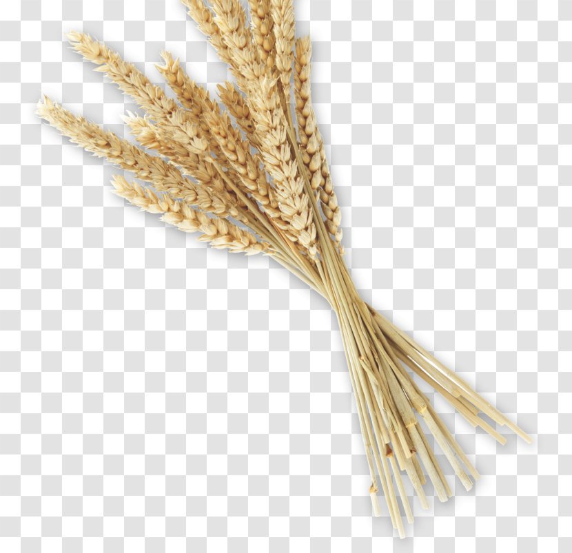 Emmer Bread Whole Grain Spelt Einkorn Wheat - Rye Transparent PNG