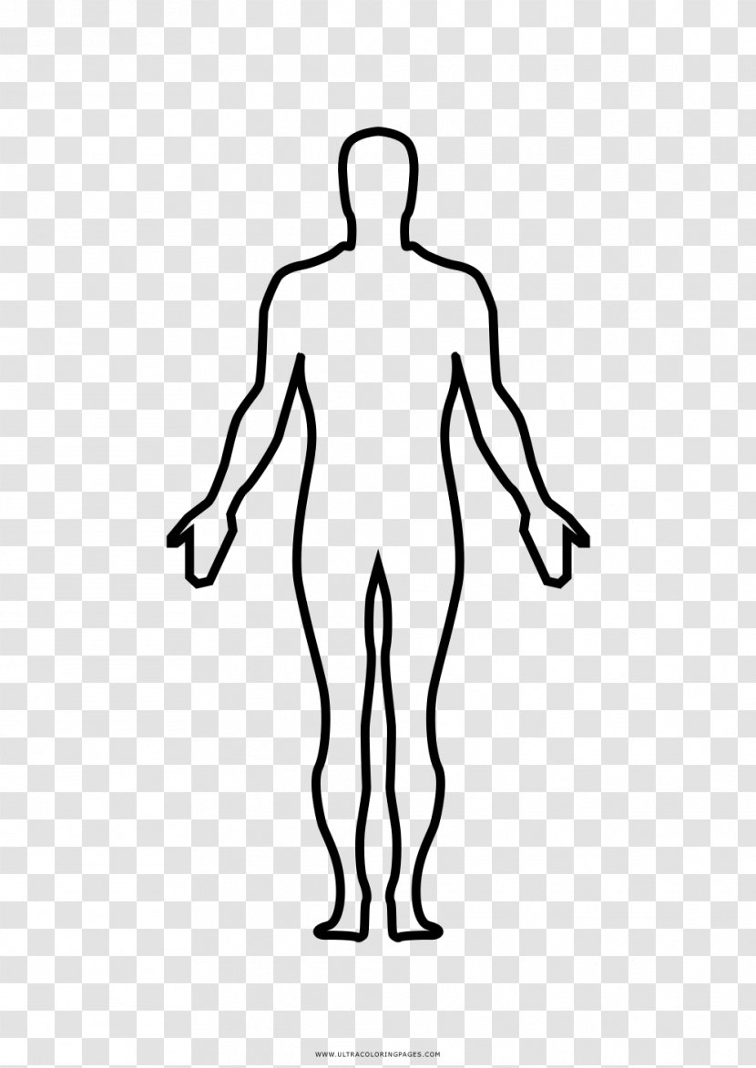 Thumb Homo Sapiens Human Body Anatomy Drawing - Tree - Humano Transparent PNG