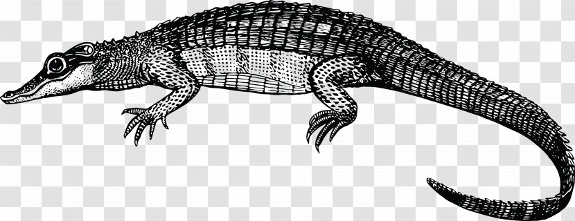 Crocodile Alligator Reptile Clip Art - Black And White Transparent PNG