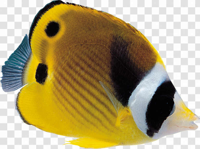 Fish Pomacentridae Pomacanthidae Holacanthus Fish Transparent PNG