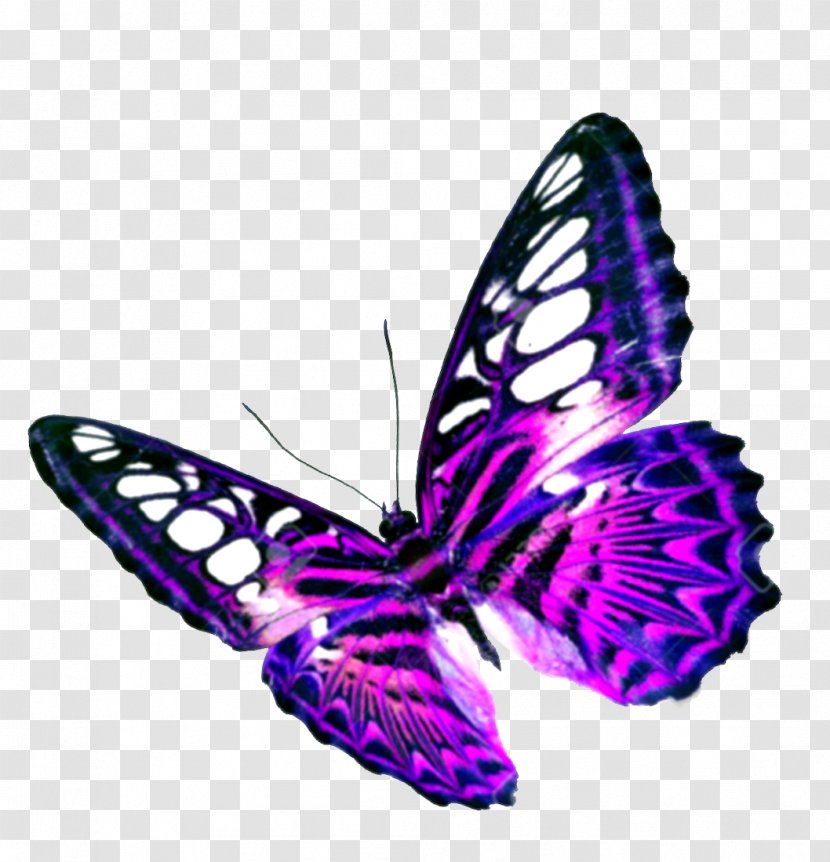 Butterfly Purple Clip Art - Royaltyfree - Transparent Background Transparent PNG