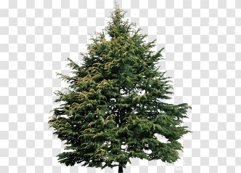 Tree Shrub Conifers Plants Evergreen - Biome Transparent PNG