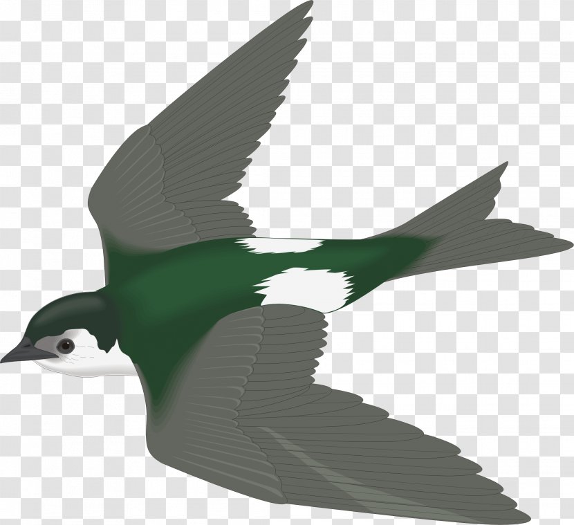 Photography Clip Art - Cartoon - Flying Bird Transparent PNG