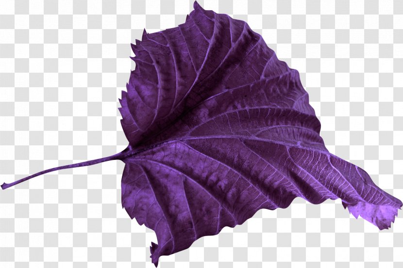 Leaf Petal Violet Color Clip Art - Flower Transparent PNG