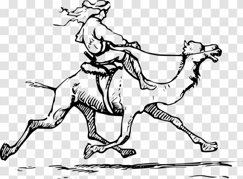 Bactrian Camel Dromedary Drawing Clip Art Transparent PNG