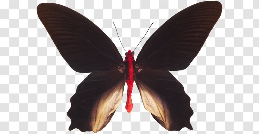 Brush-footed Butterflies Moth M. Butterfly - Pollinator Transparent PNG
