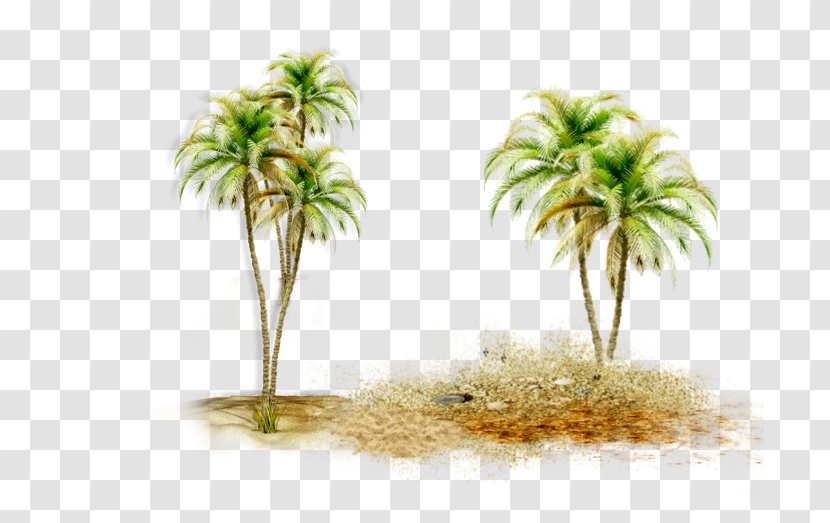 Asian Palmyra Palm Coconut Date Trees Borassus - Tree Transparent PNG