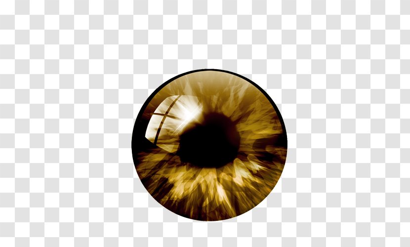Eye Pupil Color - Tree - Human Transparent PNG