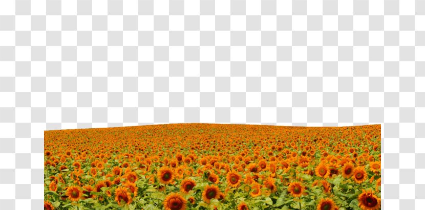 Common Sunflower Red Yellow - Daisy Family Transparent PNG