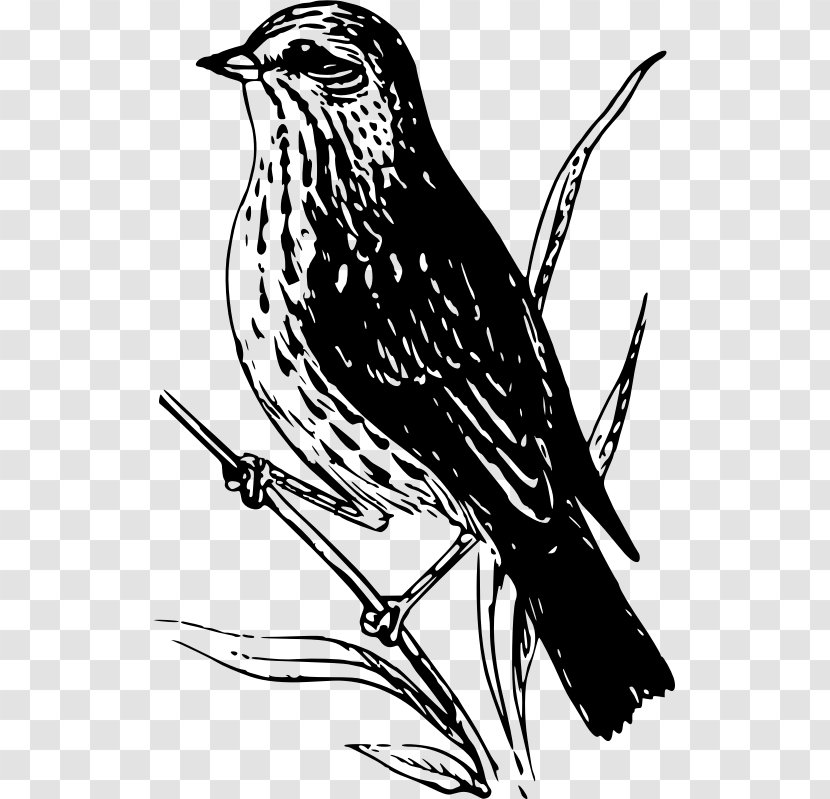 Sparrow Bird Clip Art - Wren Transparent PNG