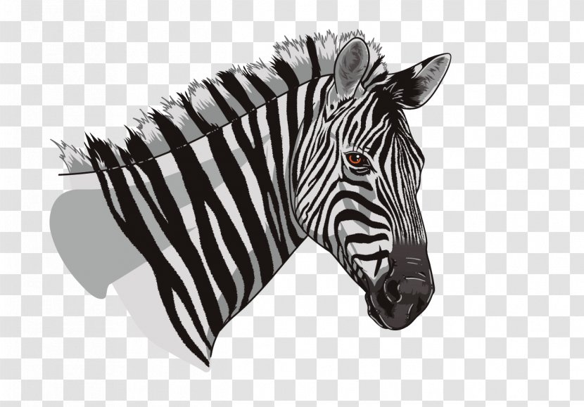 Quagga Wildlife Animal Restaurant Snout - Black And White - Welcome To Jamrock Transparent PNG