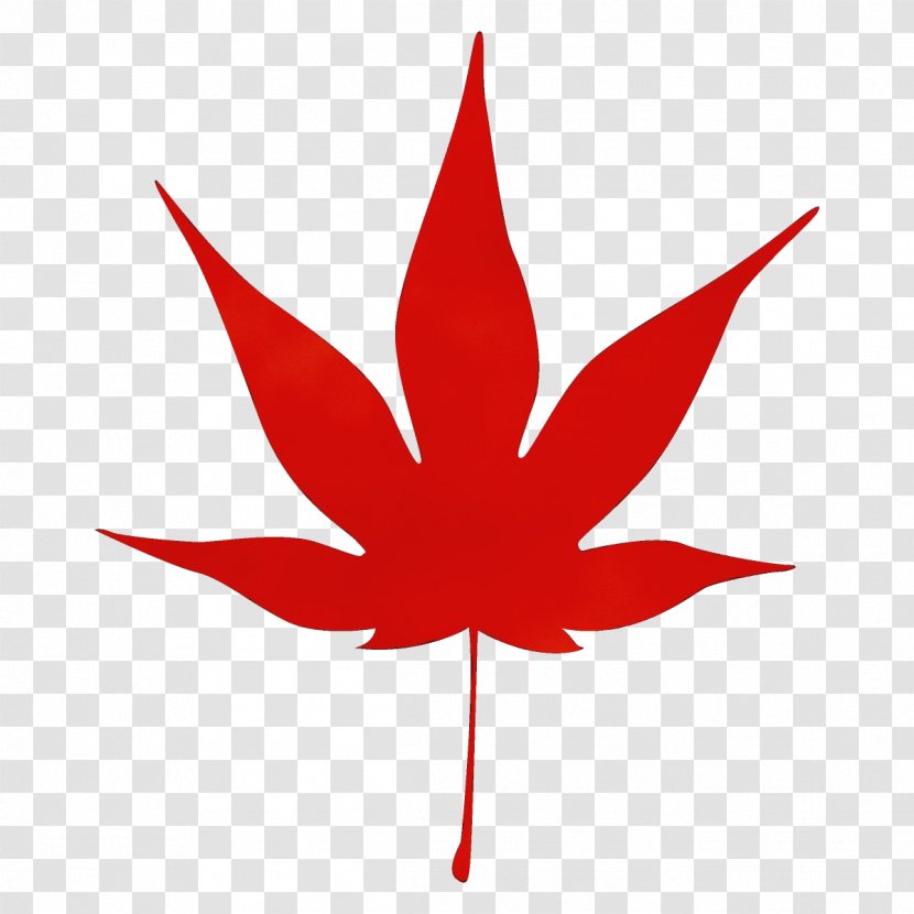 Maple Leaf - Red - Logo Sweet Gum Transparent PNG