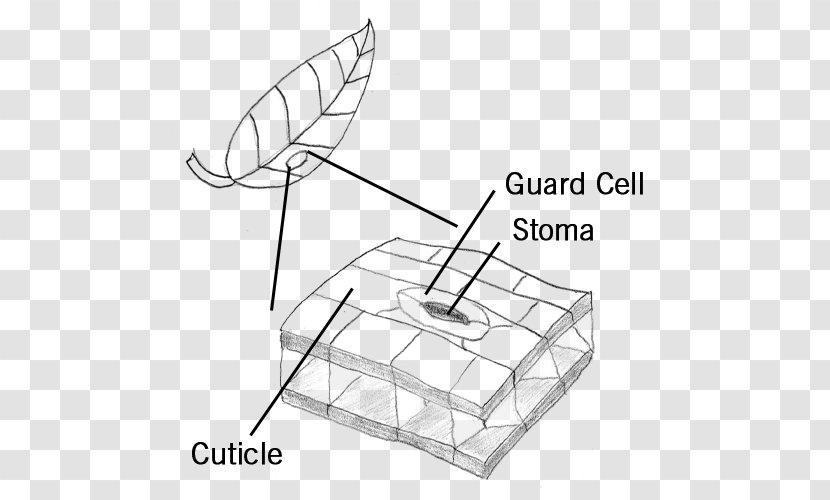 Guard Cell Stoma Leaf Microscope - Specialization - Cuticle Transparent PNG