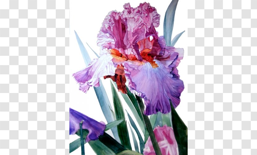 Irises Watercolor Painting Artist - Flower Transparent PNG