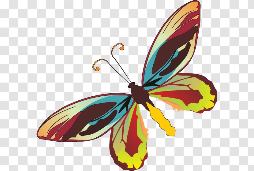 Monarch Butterfly Moth Clip Art - Birdwing Transparent PNG