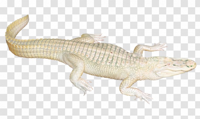 Lizard Crocodile Fauna Terrestrial Animal - Emydidae - White Transparent PNG