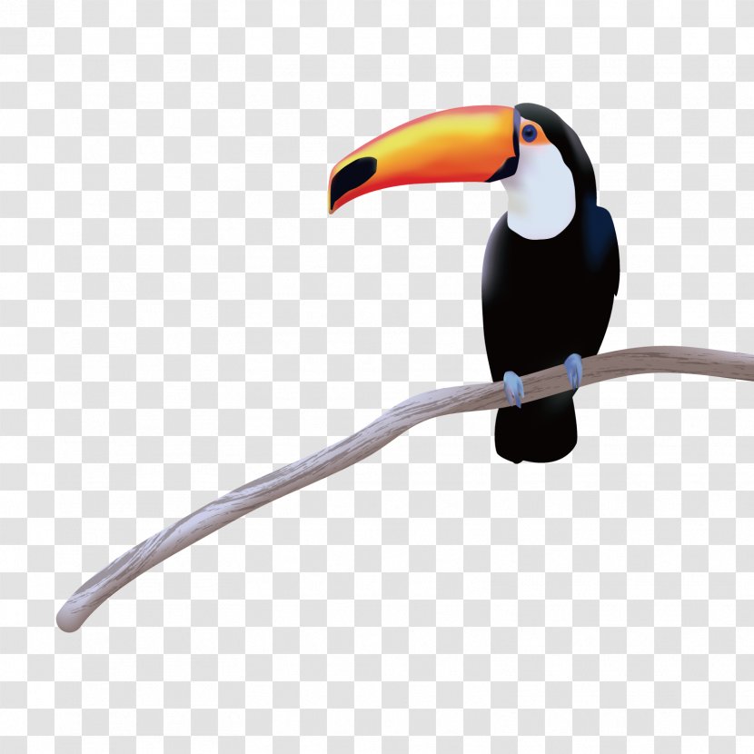 Toucan Bird - Beak - Vector Big Transparent PNG