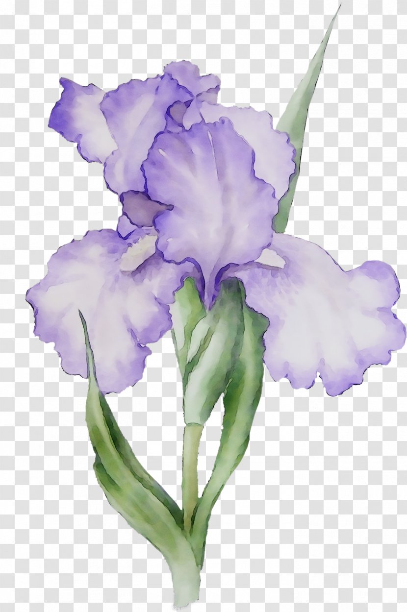 Orris Root Violet Purple Plant Stem Plants - Cattleya Labiata - Iris Family Transparent PNG