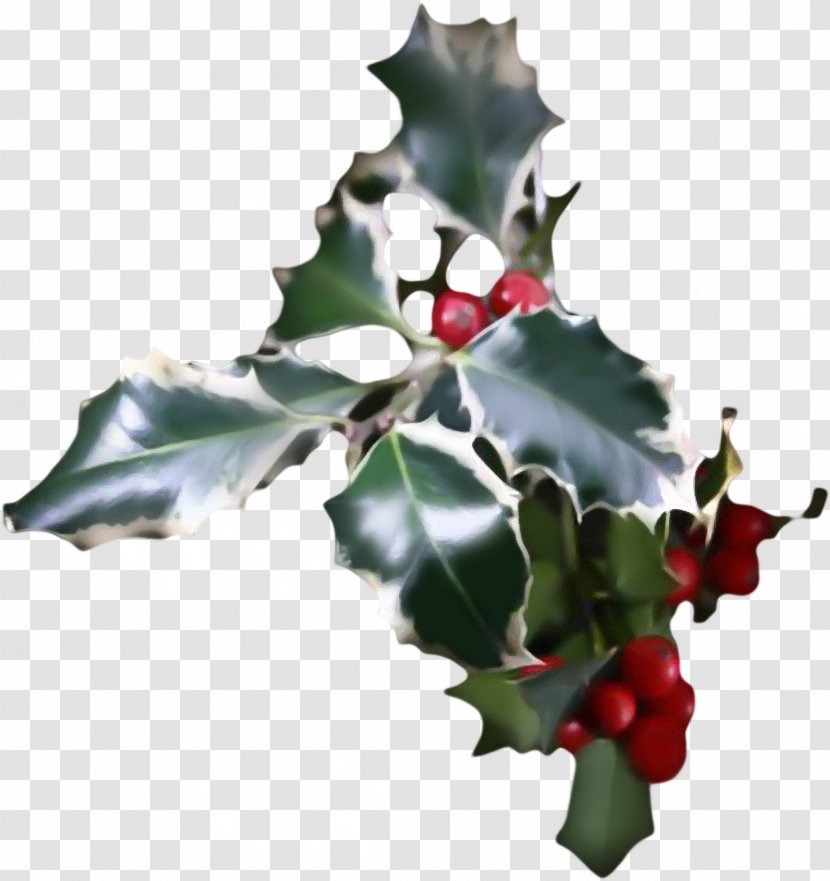 Common Holly Aquifoliales Ilex Crenata Christmas Plant - HOLLY Transparent PNG