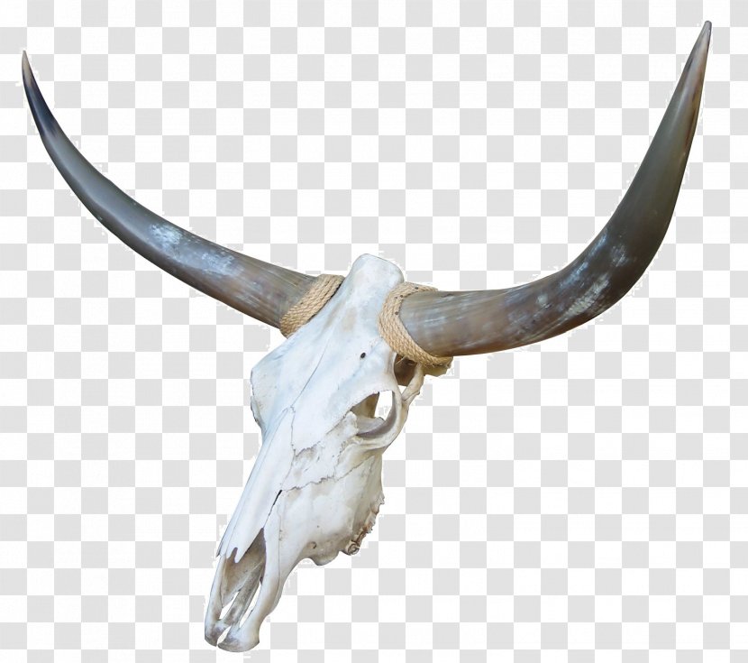 Cow's Skull: Red, White, And Blue Cattle Bone Goat - Horn - Skull Transparent PNG
