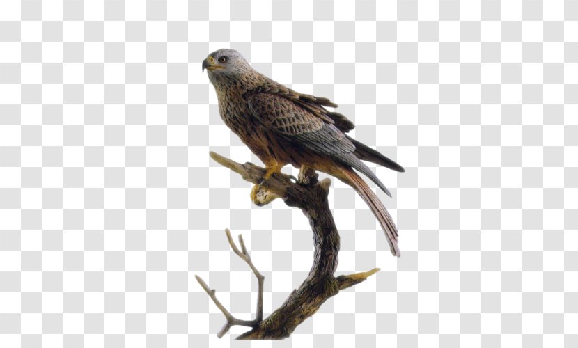 Falcon Le Gite Des Faucons **** Hawk Eagle Bird - Harrier Transparent PNG