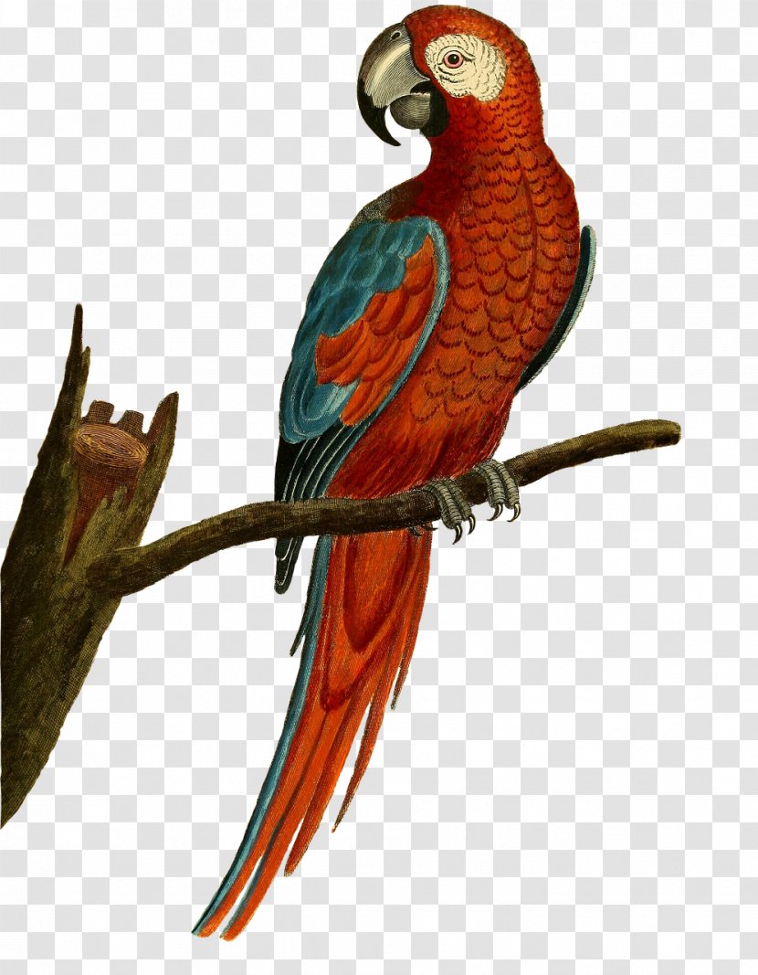 Cockatiel Budgerigar Bird Cockatoo Parakeet - Parrot Transparent PNG