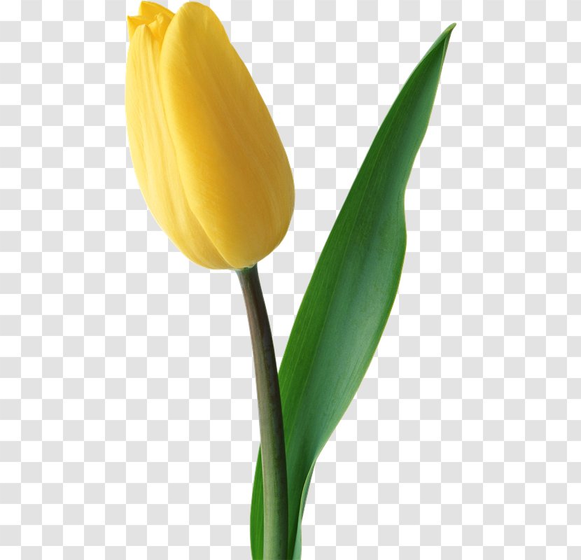 Tulip Flower Bouquet Yellow Red Transparent PNG