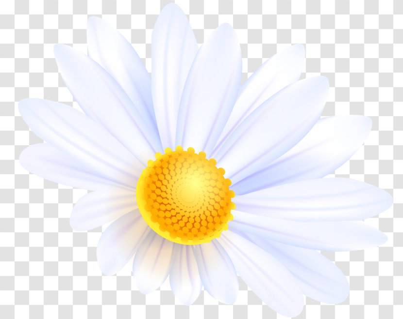 Common Daisy Flower Bouquet Desktop Wallpaper - Sky Transparent PNG