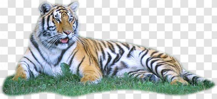 Tiger Clip Art - Grass Transparent PNG