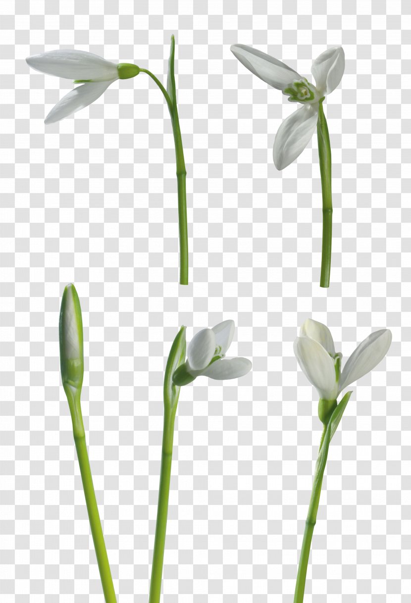 Snowdrop Flower Clip Art - Plant Transparent PNG