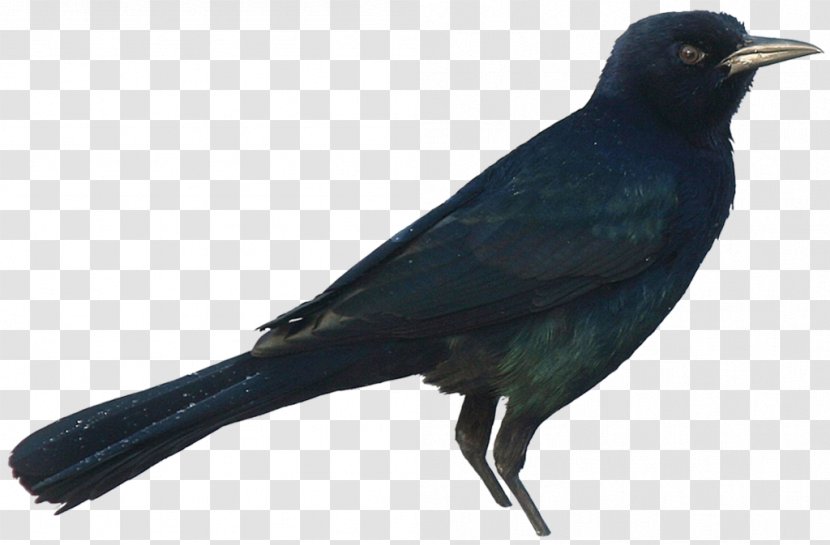 American Crow New Caledonian Rook Common Raven - Like Bird Transparent PNG