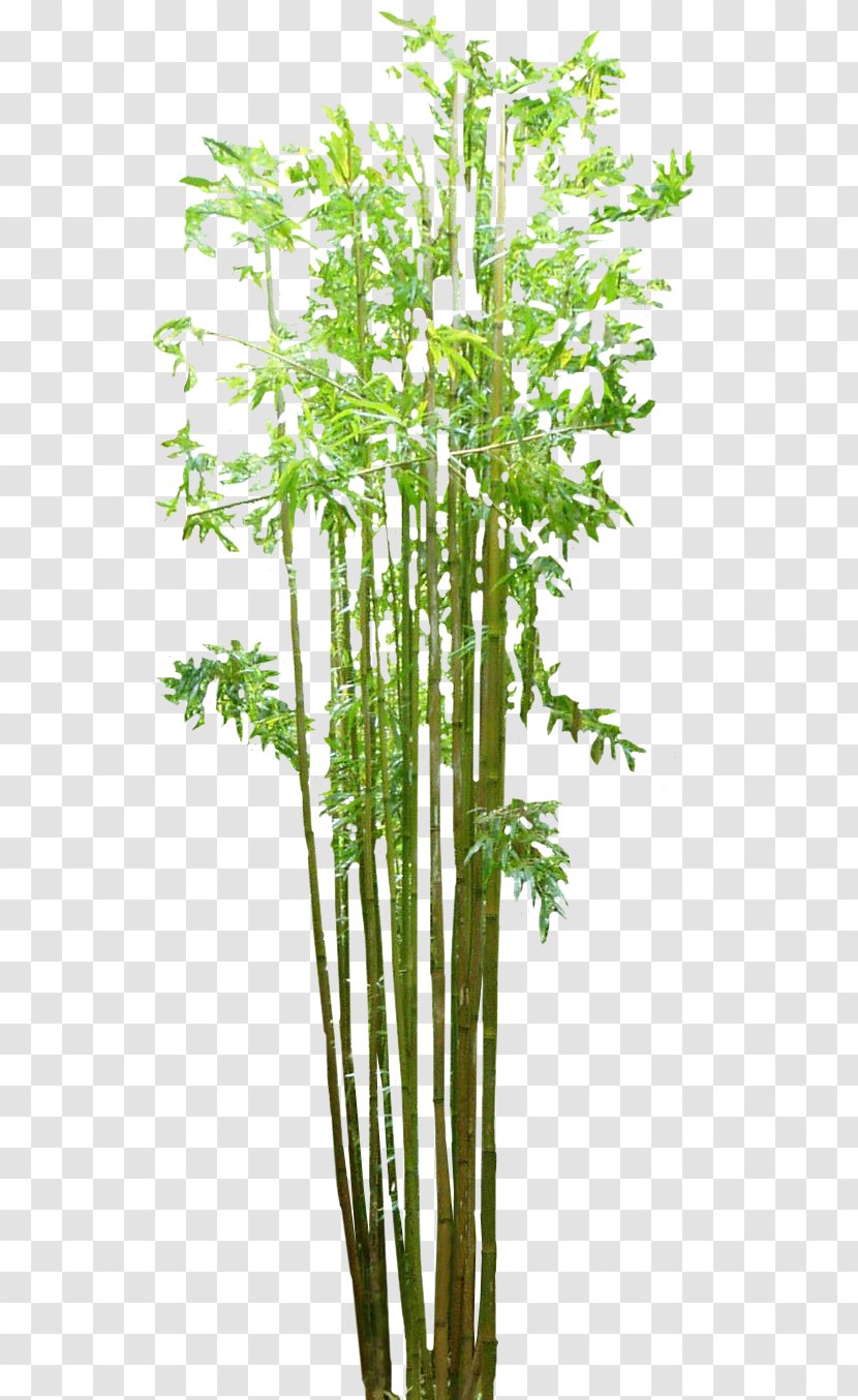 Bamboo Floor - Image Transparent PNG