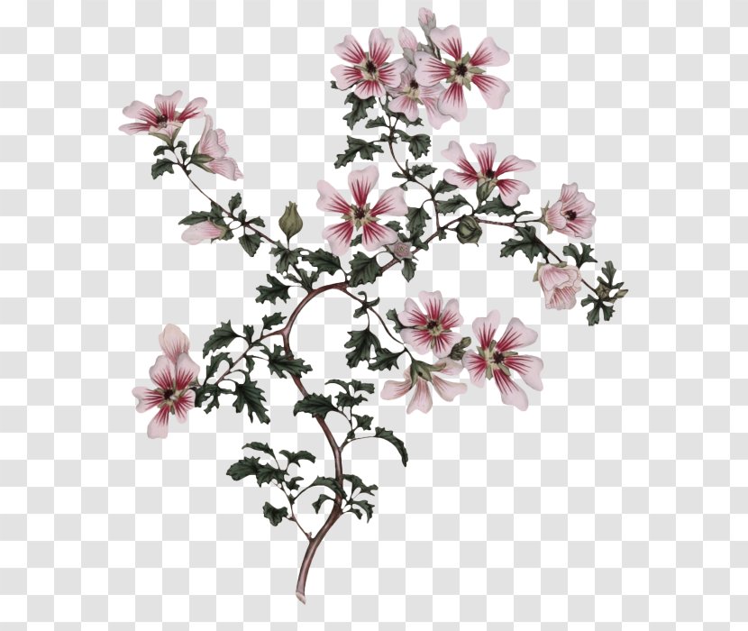 Flower Plant Petal Pink Blossom - Magnolia - Pedicel Family Transparent PNG