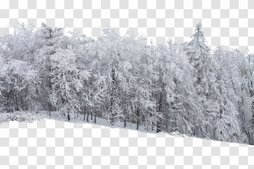 Snow Forest Stock.xchng Frost Tree - Conifer - Snowy Transparent PNG