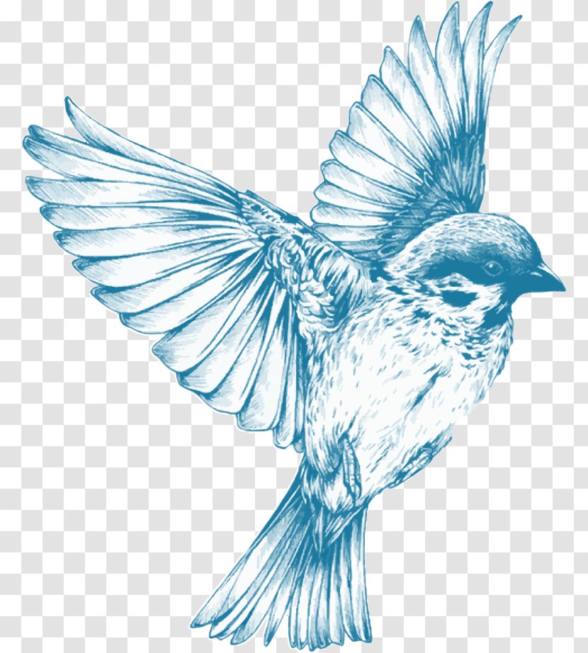 Sparrow Bird Swallow Drawing Sketch - Pencil Transparent PNG