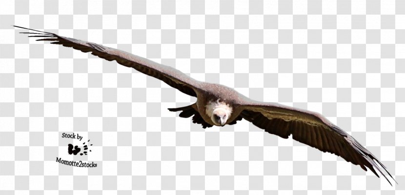 Bald Eagle Vulture - Beak Transparent PNG