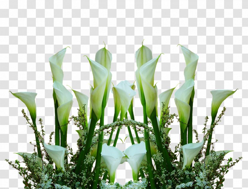 Floral Design Arum-lily Cut Flowers Bog Arum - Lilies - Flower Transparent PNG