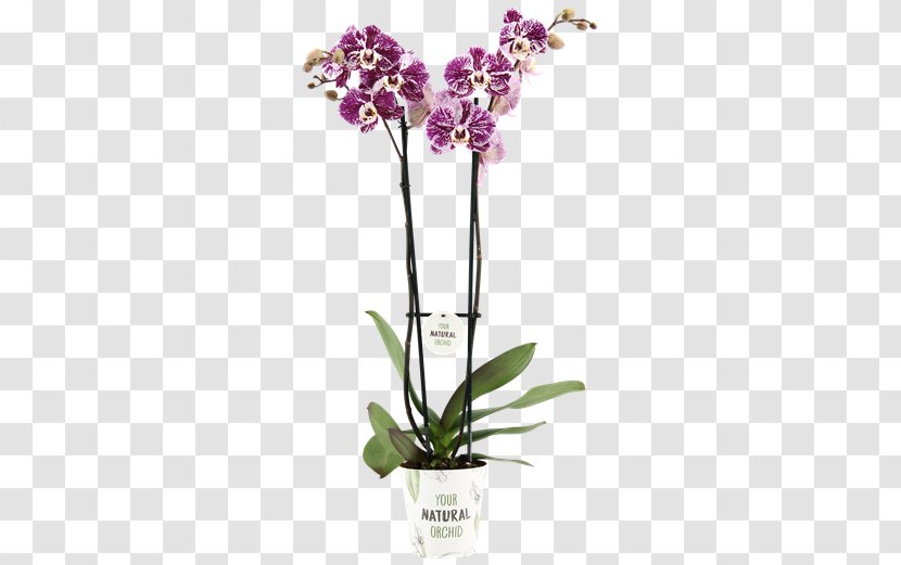 Moth Orchids Cattleya Cut Flowers Flowerpot - Magenta - Flower Transparent PNG