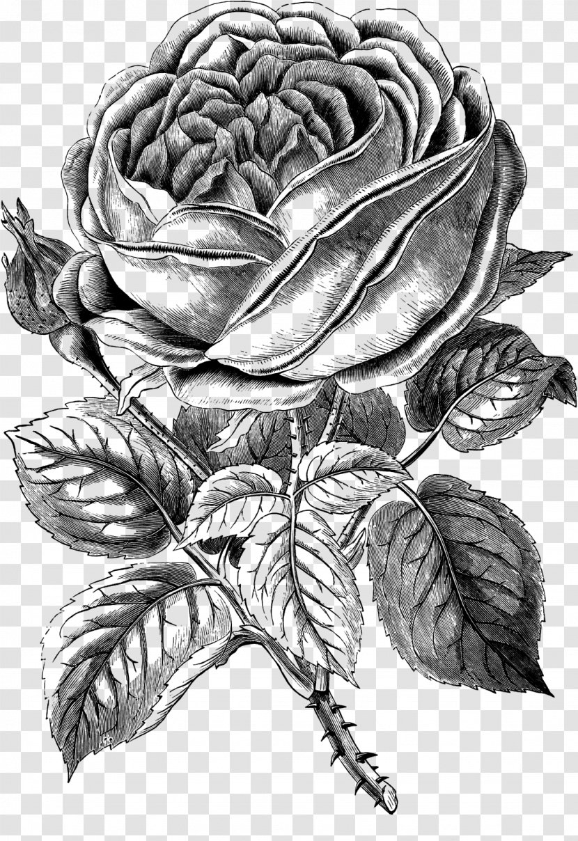 Black Rose Drawing Clip Art - Flora Transparent PNG