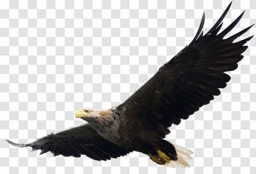 Eagle Computer File - Tail - Image, Free Download Transparent PNG